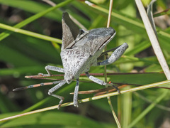 Anoplocnemis
