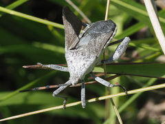 Anoplocnemis