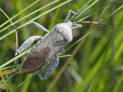 Anoplocnemis