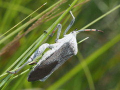 Anoplocnemis