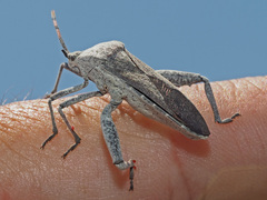 Anoplocnemis