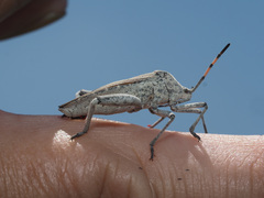 Anoplocnemis