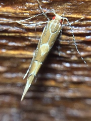 Pyroderces apparitella