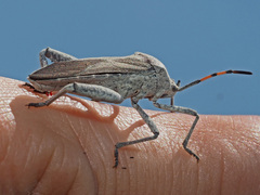 Anoplocnemis
