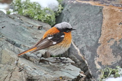 Phoenicurus erythronotus