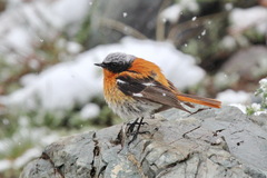 Phoenicurus erythronotus