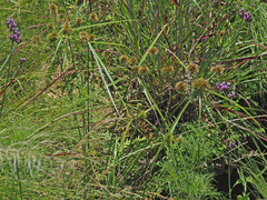 Cyperus congestus