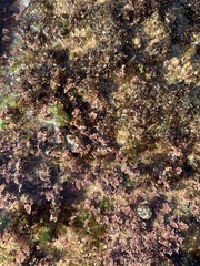 Corallina officinalis