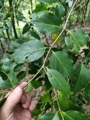 Psydrax lamprophylla