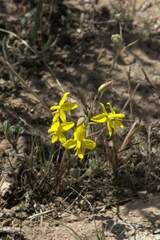 Cyanella lutea