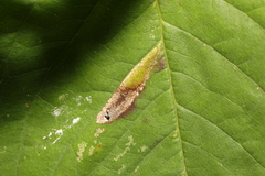 Phyllonorycter cerasicolella