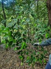 Psydrax lamprophylla