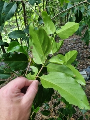 Psydrax lamprophylla