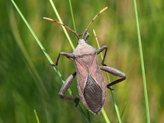 Anoplocnemis