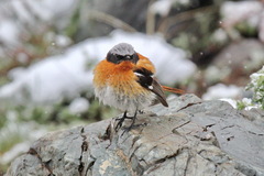 Phoenicurus erythronotus