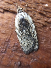 Phaeosaces compsotypa