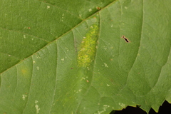 Phyllonorycter cerasicolella
