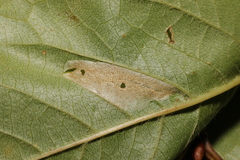 Phyllonorycter cerasicolella