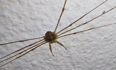 Dicranopalpus