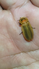Diaphanes citrinus