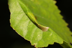 Phyllonorycter cerasicolella