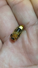 Diaphanes citrinus