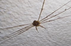 Dicranopalpus