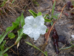 Ruellia patula
