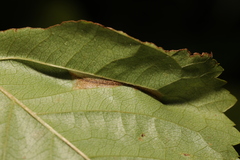 Phyllonorycter cerasicolella