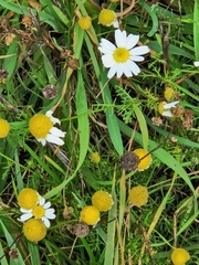 Tripleurospermum maritimum