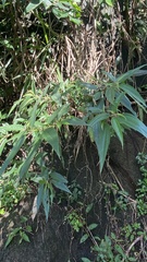 Boehmeria densiflora