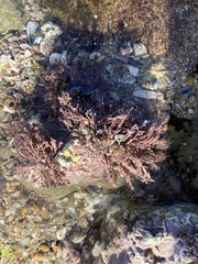 Corallina officinalis