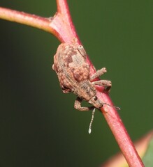Curculionoidea
