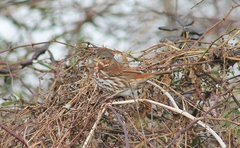Passerella iliaca iliaca