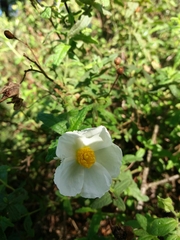 Cistus psilosepalus