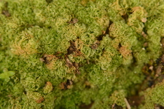 Fossombronia caespitiformis