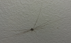 Dicranopalpus