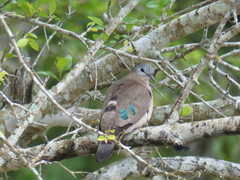 Turtur chalcospilos