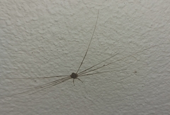 Dicranopalpus