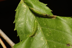 Phyllonorycter cerasicolella