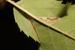 Phyllonorycter cerasicolella