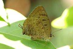 Arhopala bazalus