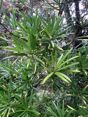 Podocarpus nubigenus