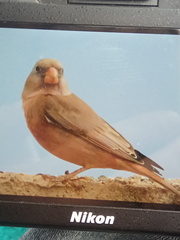 Bucanetes githagineus