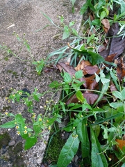 Galinsoga parviflora