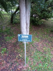 Podocarpus nubigenus