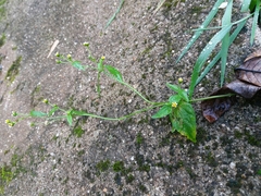 Galinsoga parviflora