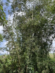 Phyllostachys