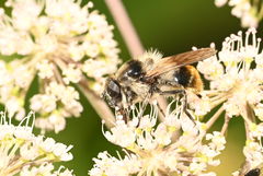 Cheilosia illustrata