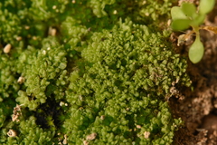 Sphaerocarpos michelii